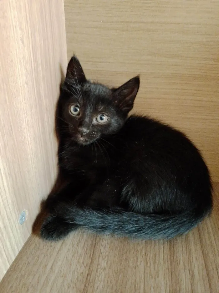 Gato ra a indefinida idade 2 a 6 meses nome sem nome