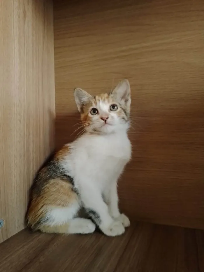 Gato ra a indefinida idade 2 a 6 meses nome sem nome