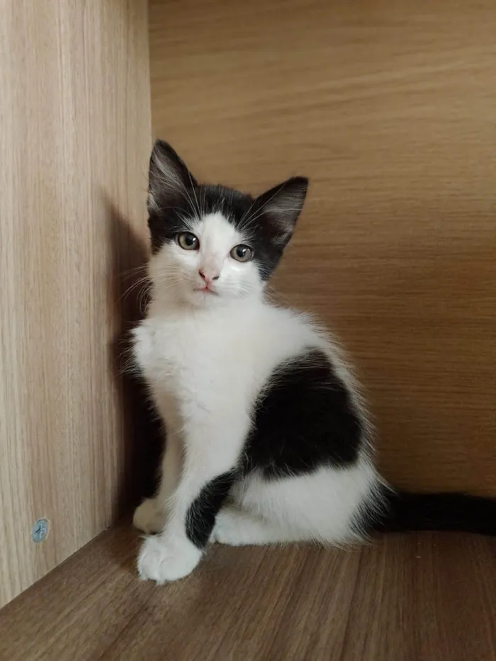 Gato ra a indefinida idade 2 a 6 meses nome sem nome