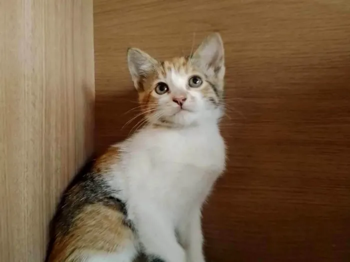 Gato ra a indefinida idade 2 a 6 meses nome sem nome