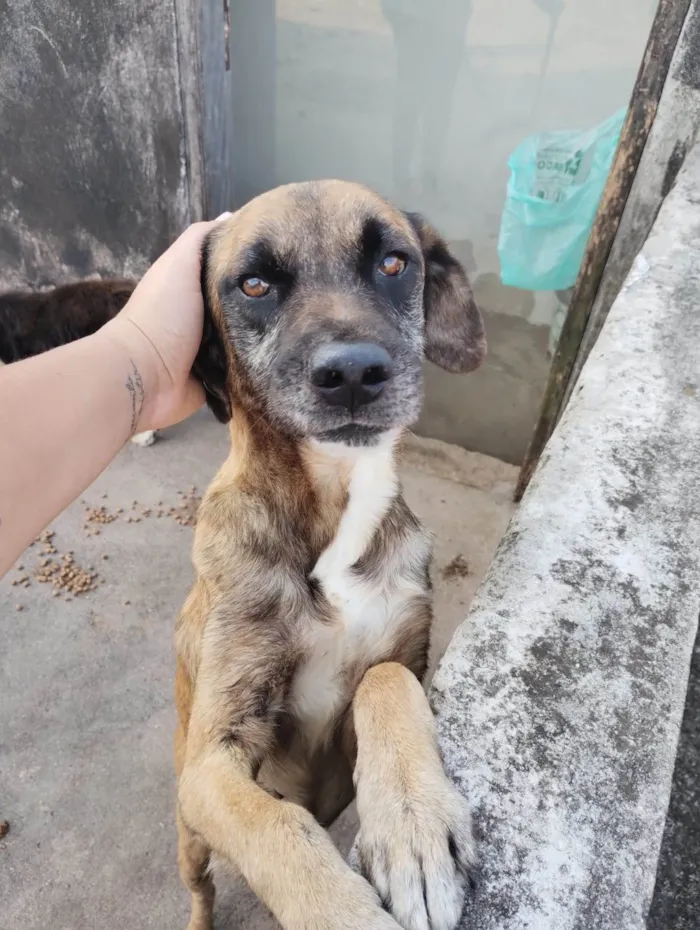 Cachorro ra a Labrador + vira-lata idade 2 anos nome Fofão 