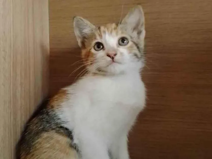 Gato ra a indefinida idade 2 a 6 meses nome sem nome