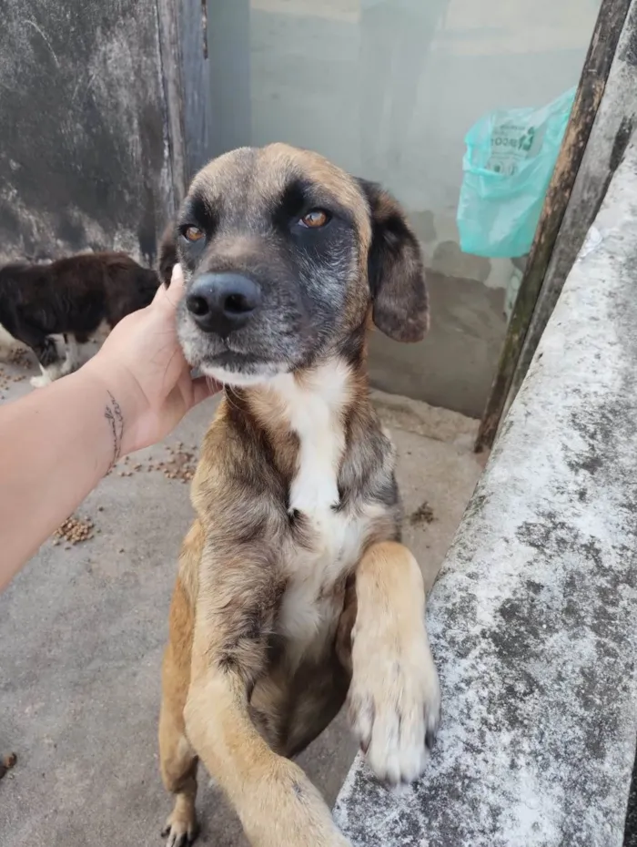 Cachorro ra a Labrador + vira-lata idade 2 anos nome Fofão 