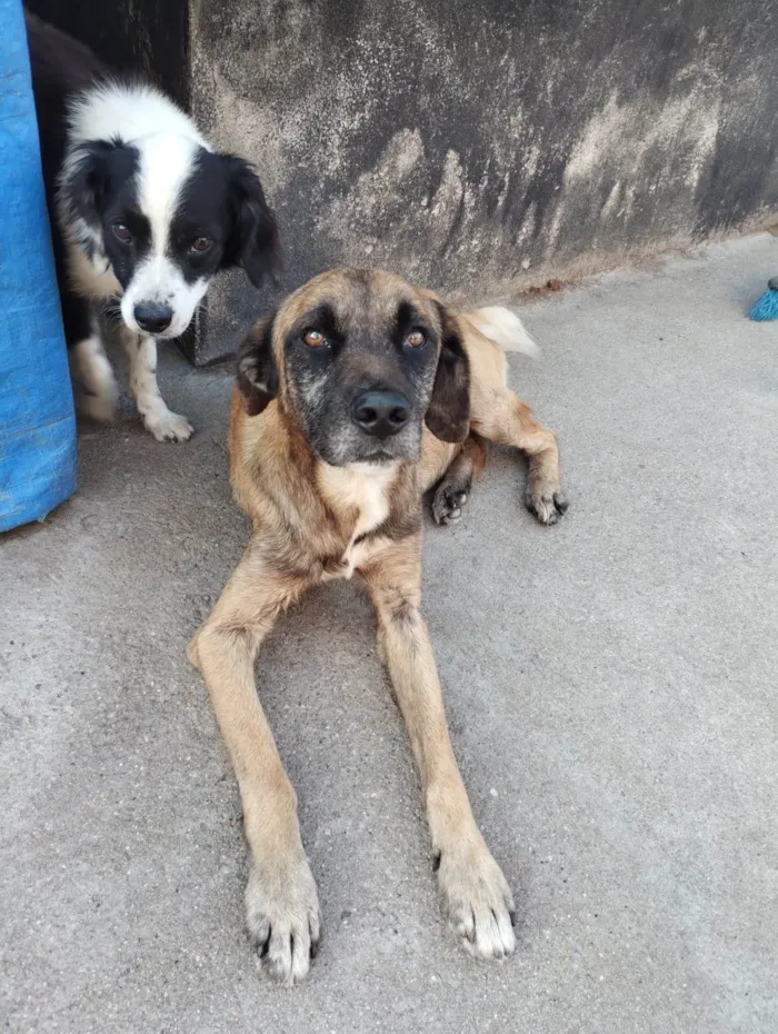 Cachorro ra a Labrador + vira-lata idade 2 anos nome Fofão 