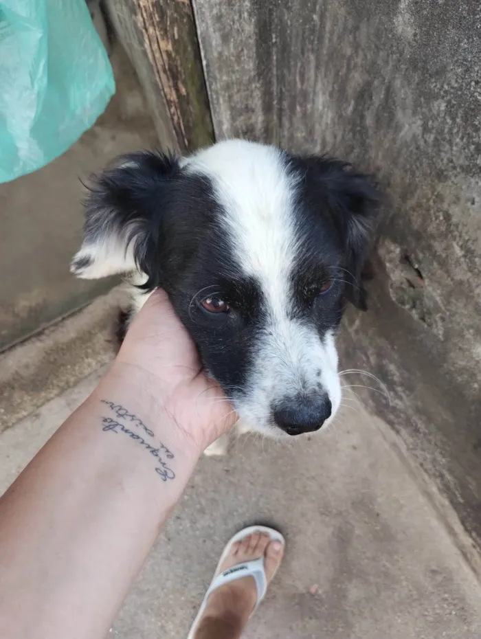 Cachorro ra a SRD-ViraLata idade 2 anos nome Panda 