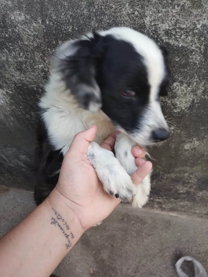 Cachorro ra a SRD-ViraLata idade 2 anos nome Panda 