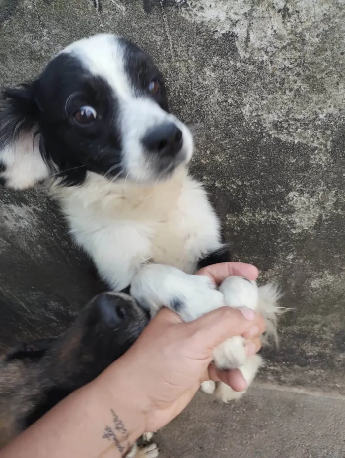 Cachorro ra a SRD-ViraLata idade 2 anos nome Panda 