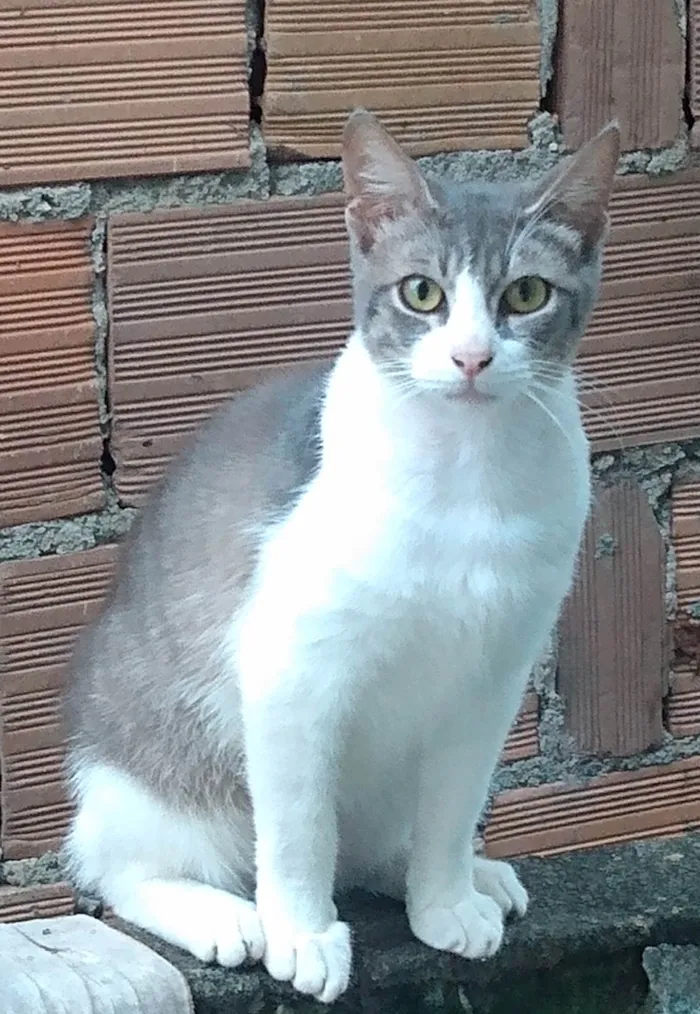 Gato ra a  idade Abaixo de 2 meses nome Pup