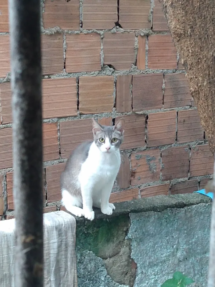 Gato ra a  idade Abaixo de 2 meses nome Pup