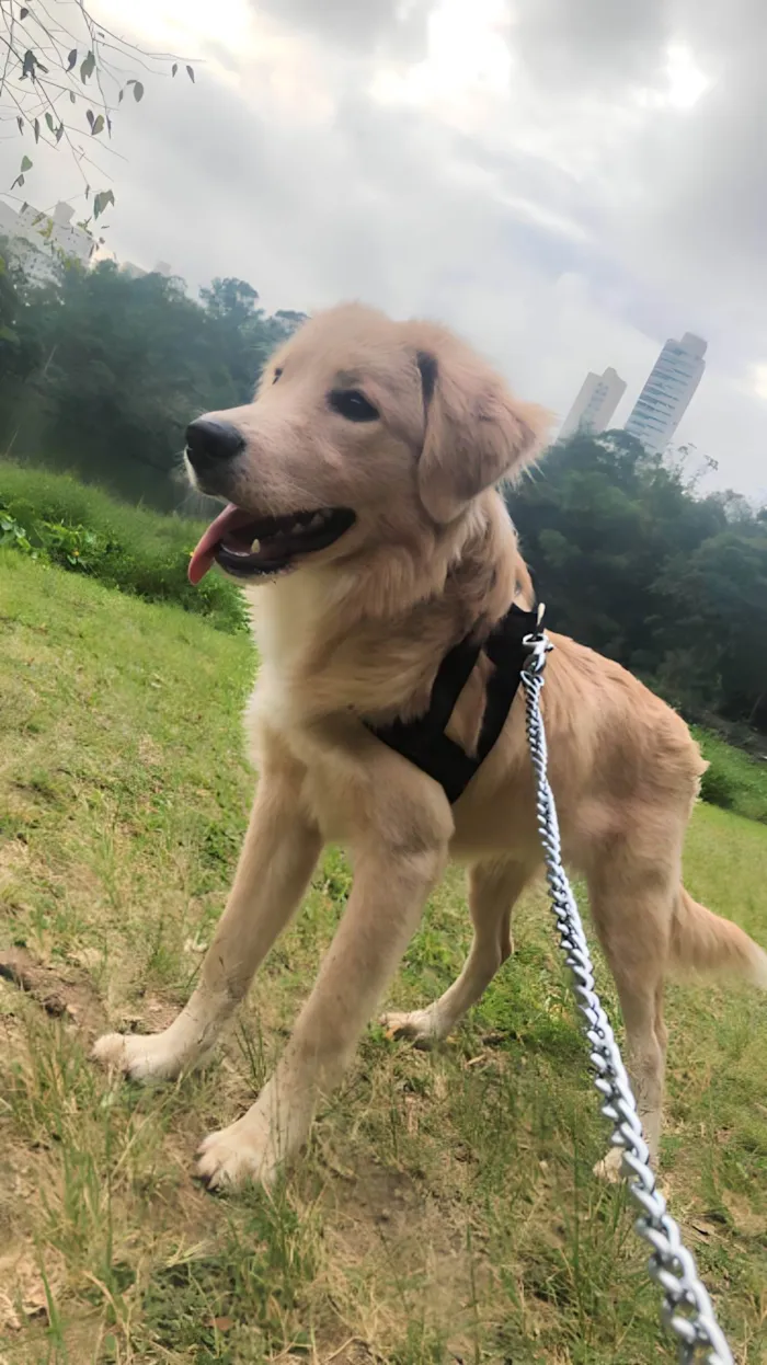 Cachorro ra a Golden idade 7 a 11 meses nome Mufasa