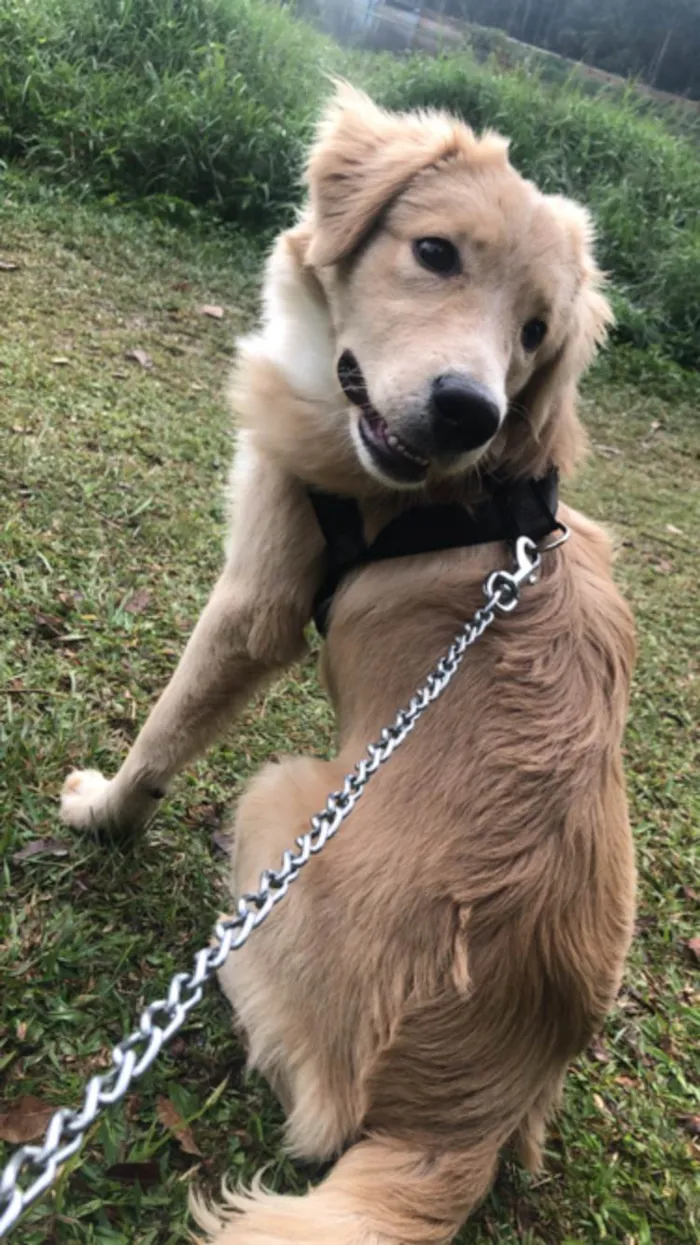 Cachorro ra a Golden idade 7 a 11 meses nome Mufasa