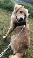 Mufasa