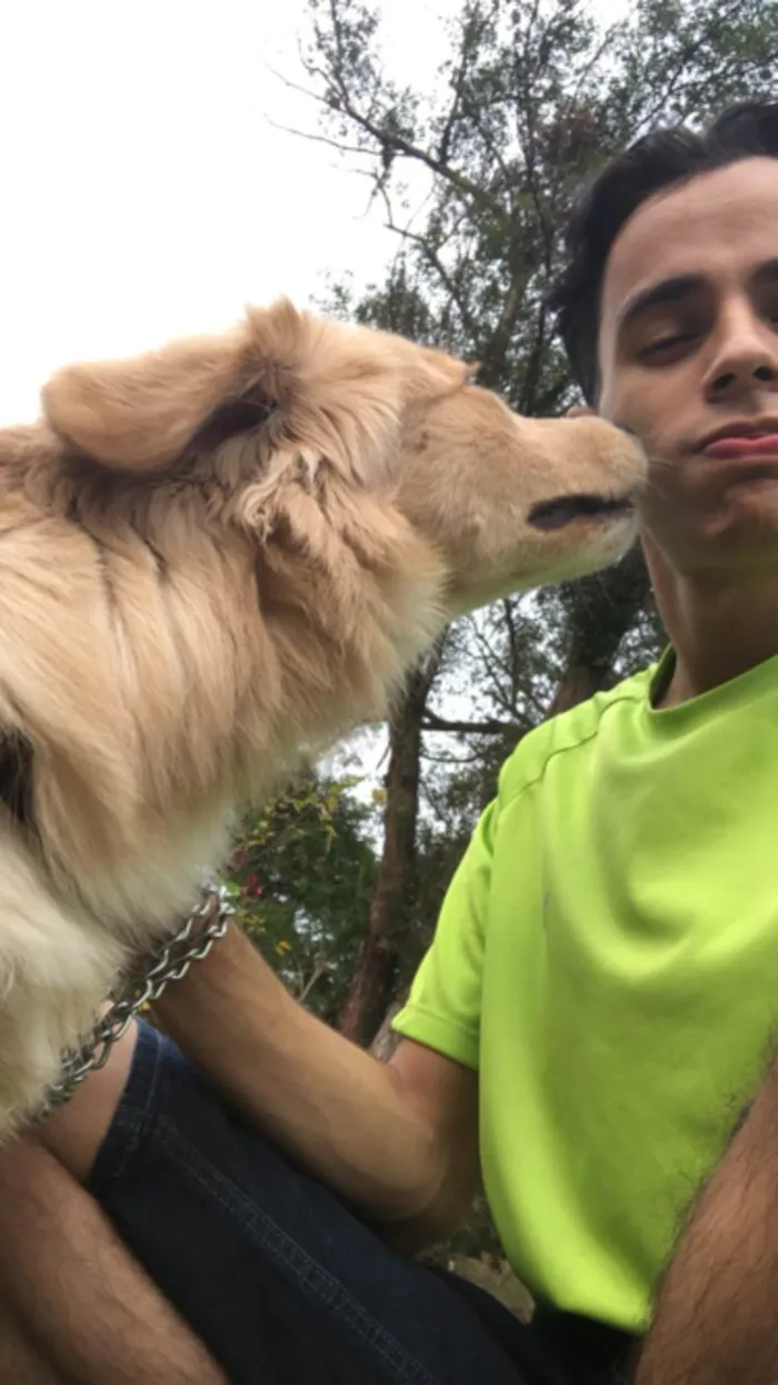 Cachorro ra a Golden idade 7 a 11 meses nome Mufasa