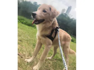 Cachorro raça Golden idade 7 a 11 meses nome Mufasa