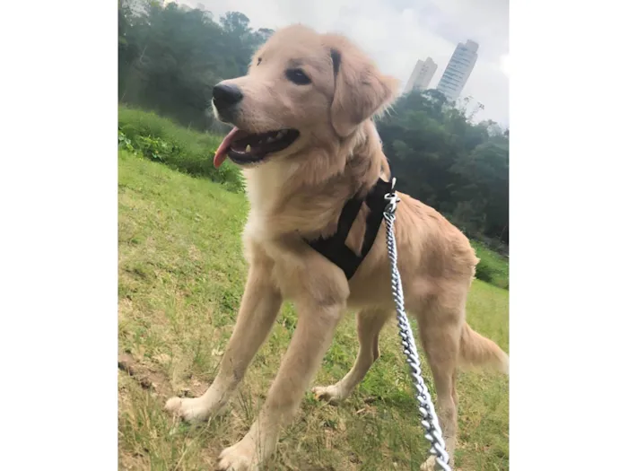 Cachorro ra a Golden idade 7 a 11 meses nome Mufasa