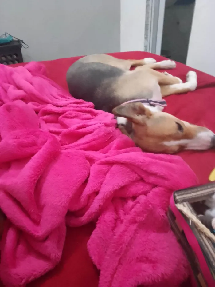 Cachorro ra a Golden idade 7 a 11 meses nome Mufasa