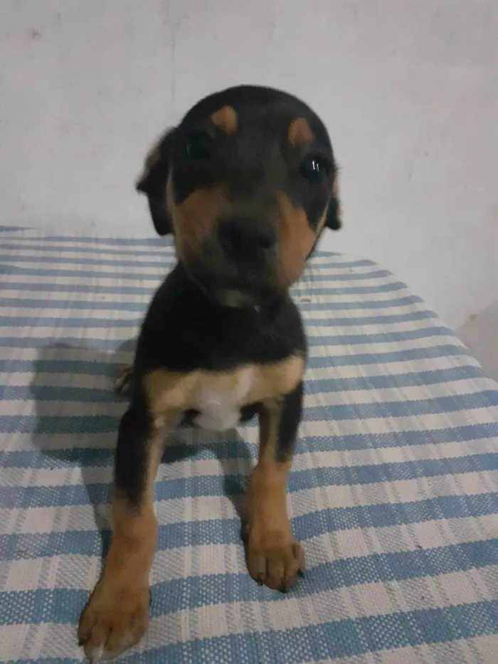 Cachorro ra a SRD-ViraLata idade Abaixo de 2 meses nome Snoopy