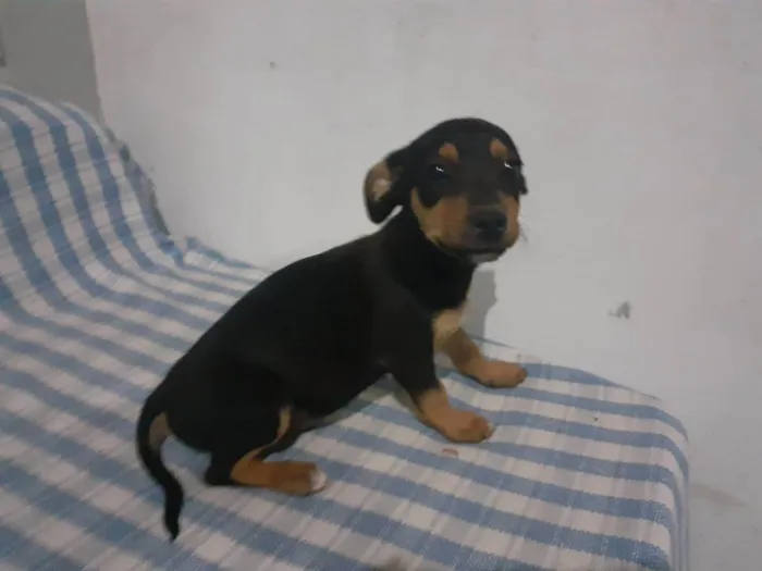 Cachorro ra a SRD-ViraLata idade Abaixo de 2 meses nome Snoopy