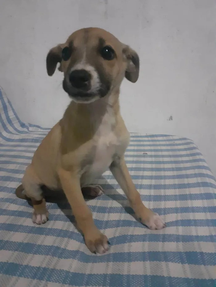 Cachorro ra a SRD-ViraLata idade Abaixo de 2 meses nome Bolinha