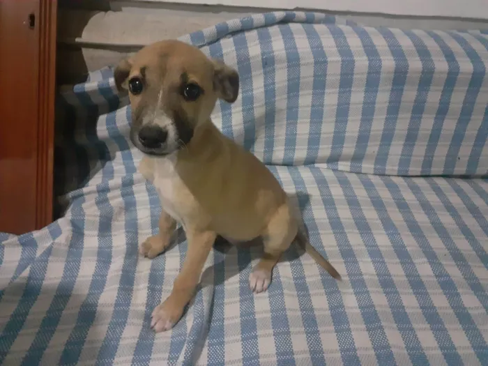 Cachorro ra a SRD-ViraLata idade Abaixo de 2 meses nome Bolinha