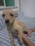 Taz