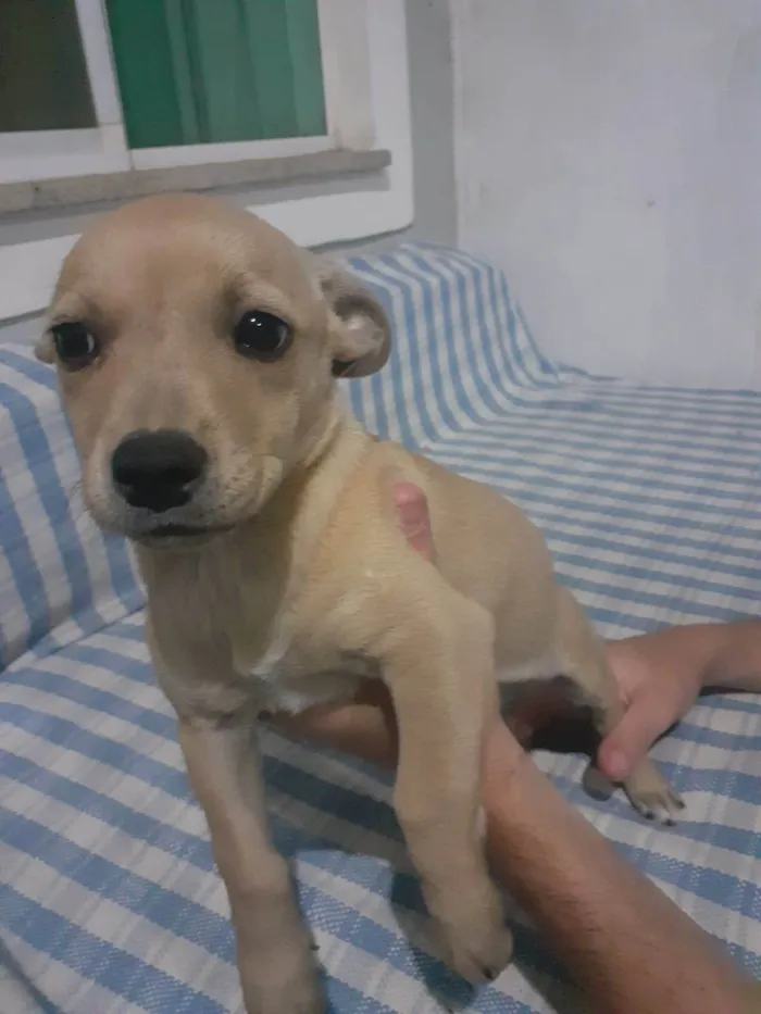 Cachorro ra a SRD-ViraLata idade Abaixo de 2 meses nome Taz