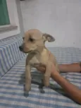 Taz