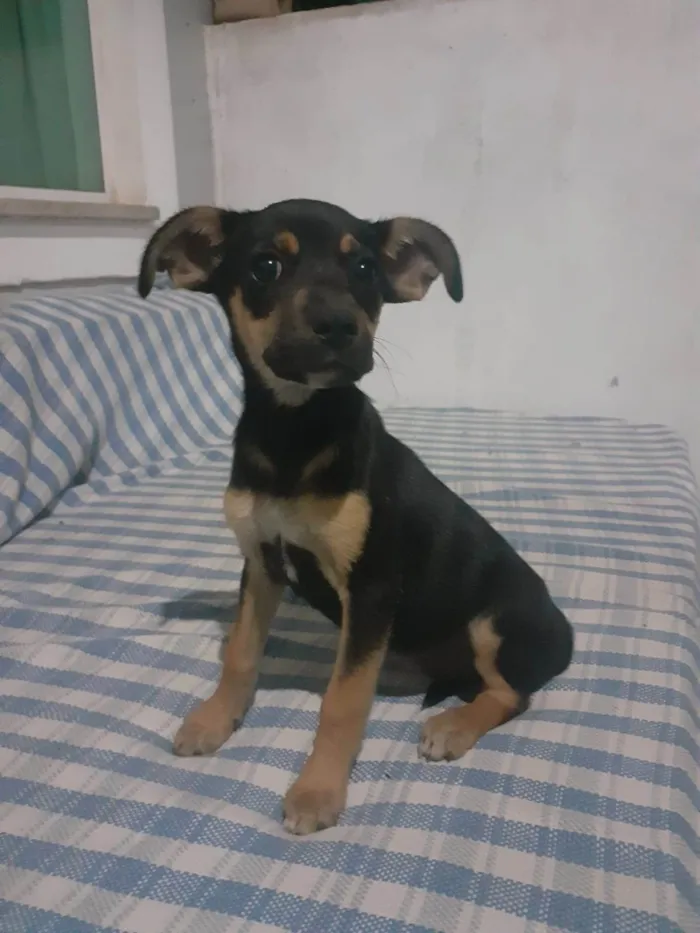 Cachorro ra a SRD-ViraLata idade Abaixo de 2 meses nome Cacau
