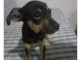 Cacau