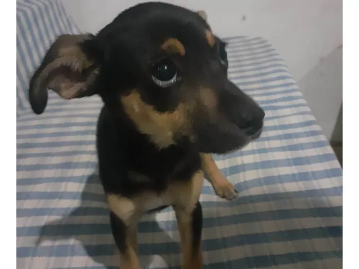 Cachorro ra a SRD-ViraLata idade Abaixo de 2 meses nome Cacau