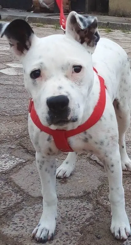 Cachorro ra a Pit-Bull idade 2 a 6 meses nome Luna
