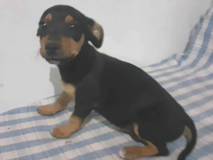 Cachorro ra a SRD-ViraLata idade Abaixo de 2 meses nome Snoopy