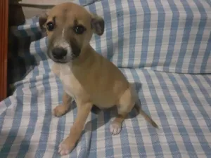 Cachorro raça SRD-ViraLata idade Abaixo de 2 meses nome Bolinha