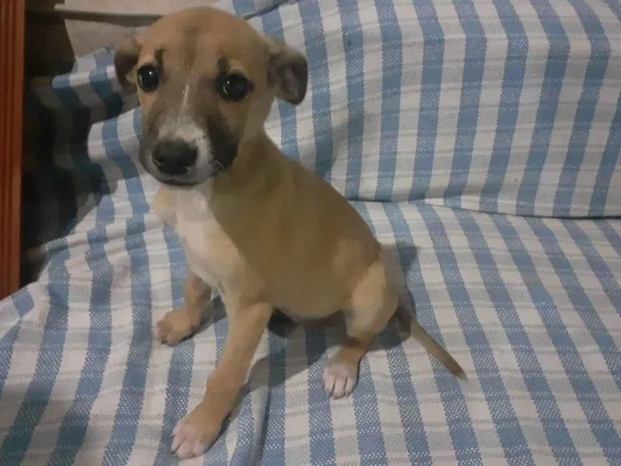 Cachorro ra a SRD-ViraLata idade Abaixo de 2 meses nome Bolinha