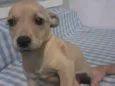 Taz