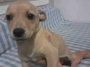 Cachorro raça SRD-ViraLata idade Abaixo de 2 meses nome Taz