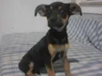 Cacau