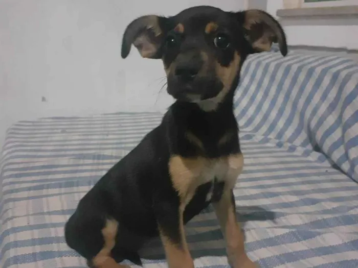 Cachorro ra a SRD-ViraLata idade Abaixo de 2 meses nome Cacau