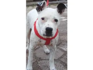 Cachorro raça Pit-Bull idade 2 a 6 meses nome Luna
