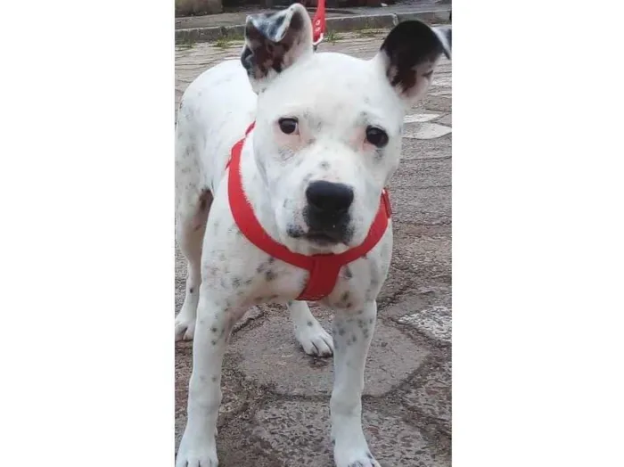 Cachorro ra a Pit-Bull idade 2 a 6 meses nome Luna