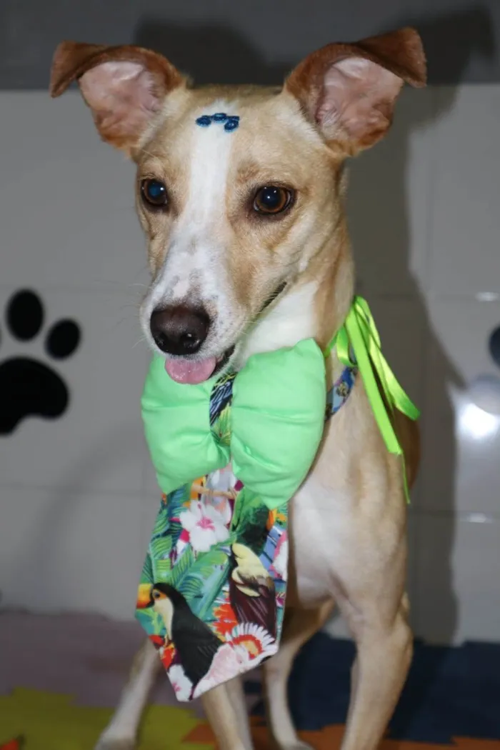 Cachorro ra a SRD-ViraLata idade 1 ano nome Bredy