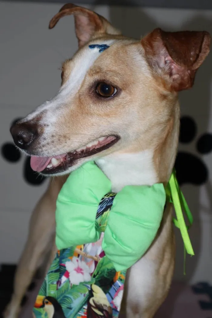 Cachorro ra a SRD-ViraLata idade 1 ano nome Bredy