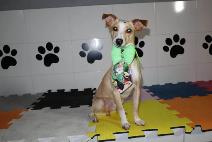 Cachorro ra a SRD-ViraLata idade 1 ano nome Bredy