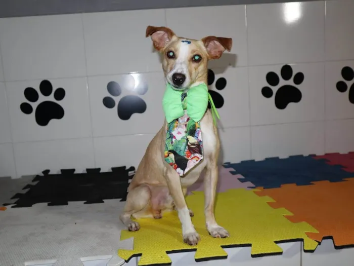 Cachorro ra a SRD-ViraLata idade 1 ano nome Bredy
