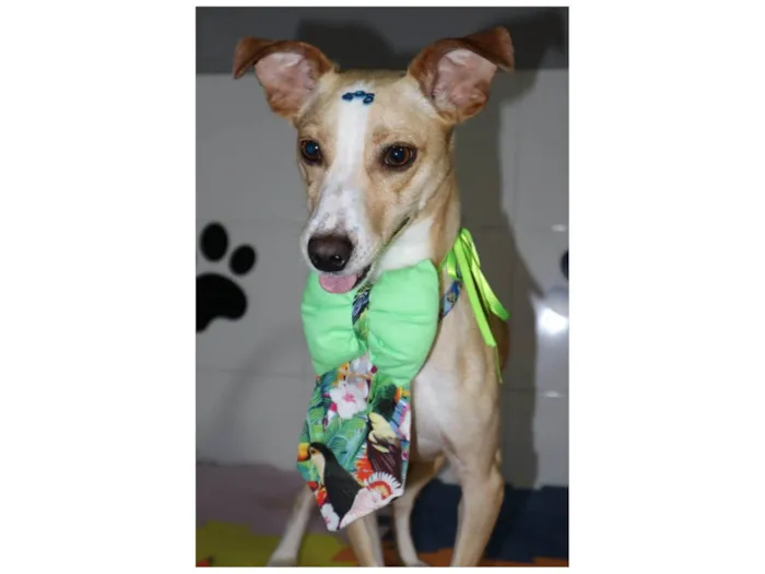 Cachorro ra a SRD-ViraLata idade 1 ano nome Bredy