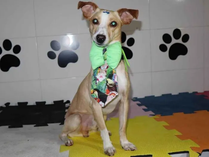 Cachorro ra a SRD-ViraLata idade 1 ano nome Bredy
