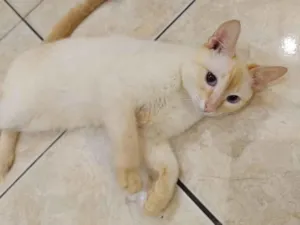 Gato raça  idade 2 a 6 meses nome Miw junior