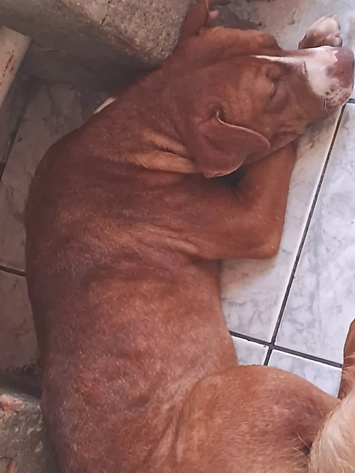 Cachorro ra a SRD-ViraLata idade 2 a 6 meses nome Mel 