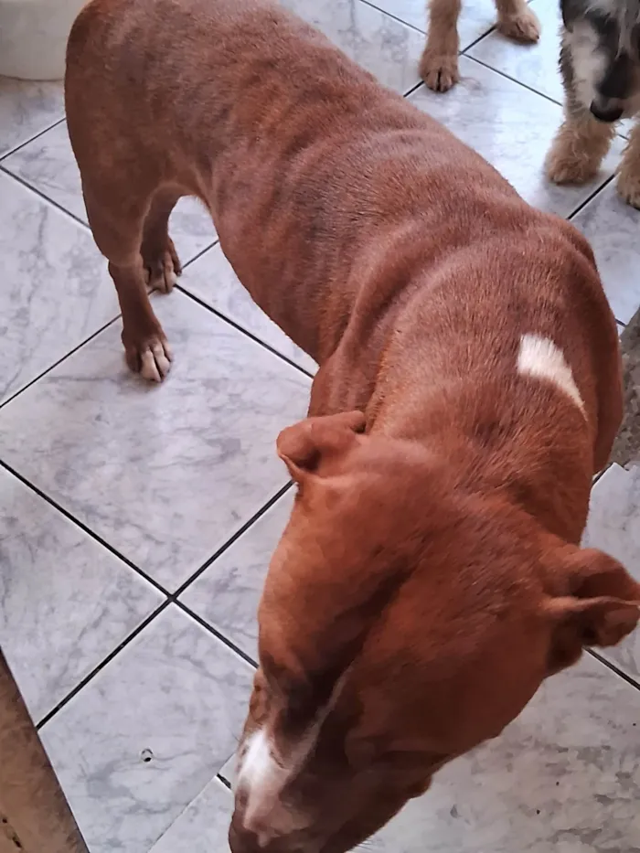 Cachorro ra a SRD-ViraLata idade 2 a 6 meses nome Mel 