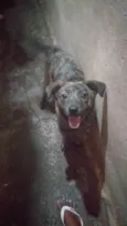 Pandora